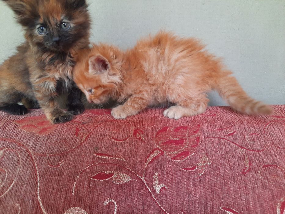 Отдам котят в хорошие руки.