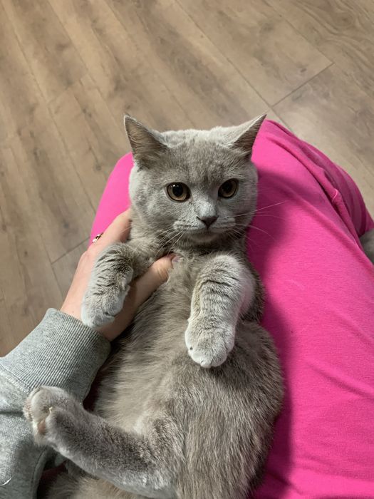 Продається Лілова Британка