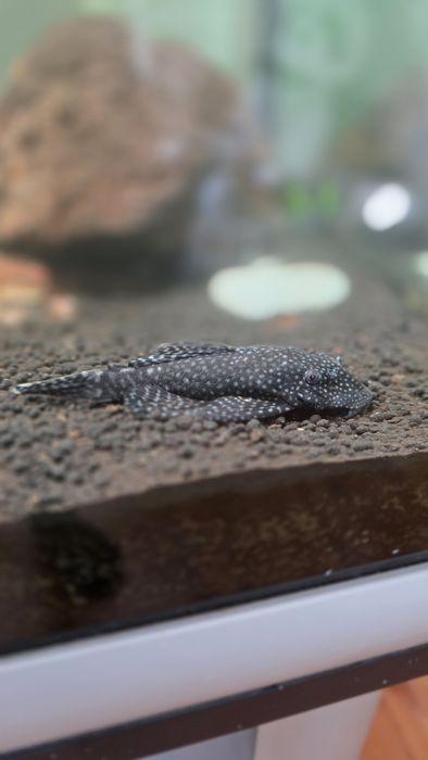 Peixe de água quente, conhecido por limpa fundos.