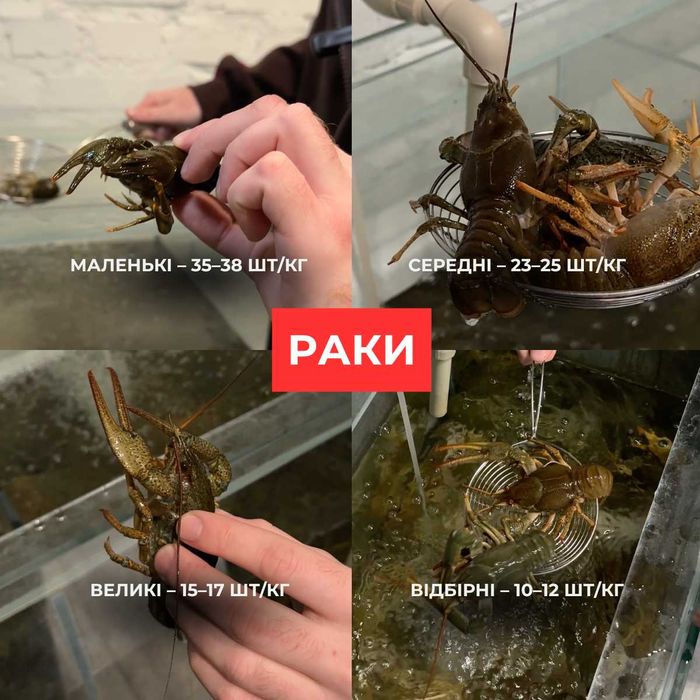 Раки живі. Раки варені. Ірпінь/Буча/Гостомель