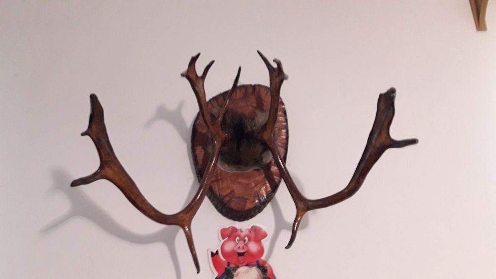 Роги оленя з підставкою