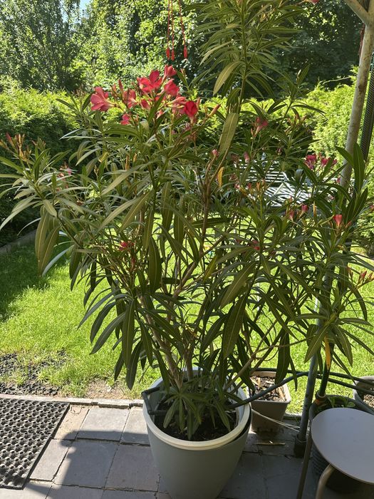 Oleander kwiaty czerwone