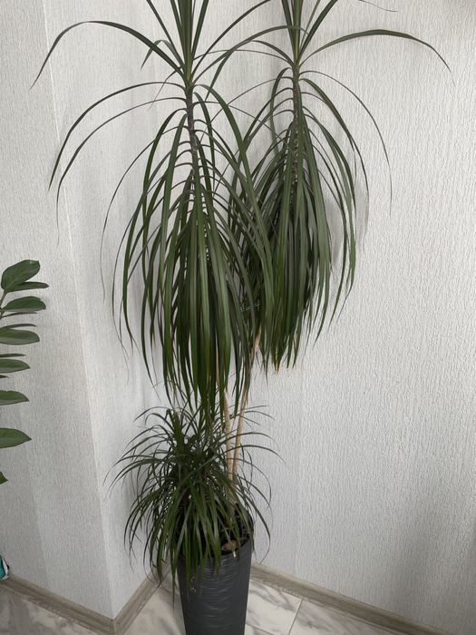 Вазони продам терміново