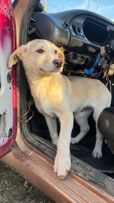 Отдам_ соьакт_ щенки_ жучок