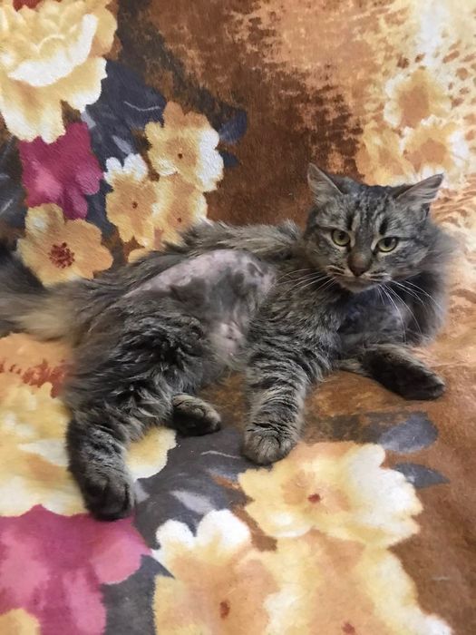 Шикарная Офелия кошечка пушистая