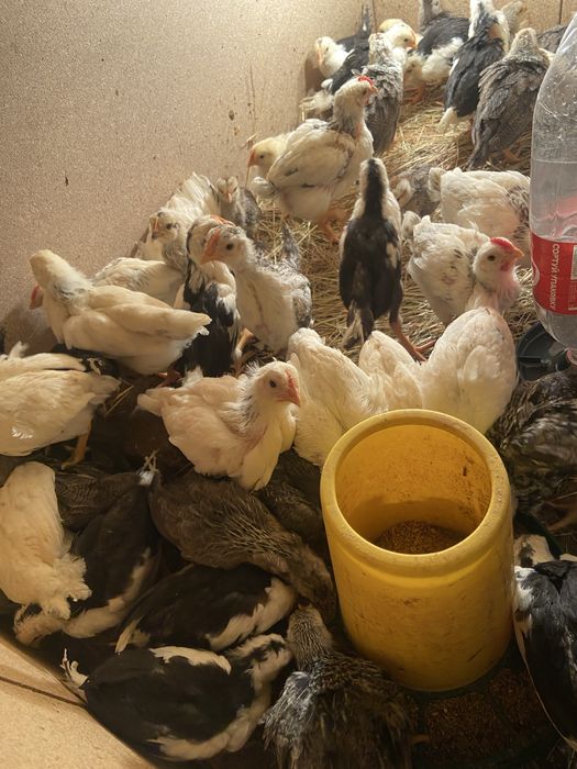 Півники , курчата, леггорн , адлер сріблястий