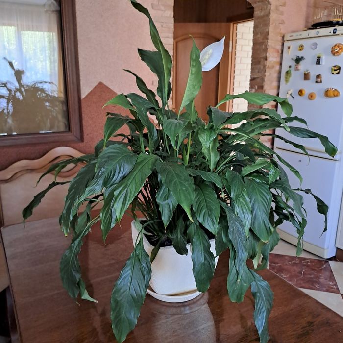 Продам вазон, спатифіліум