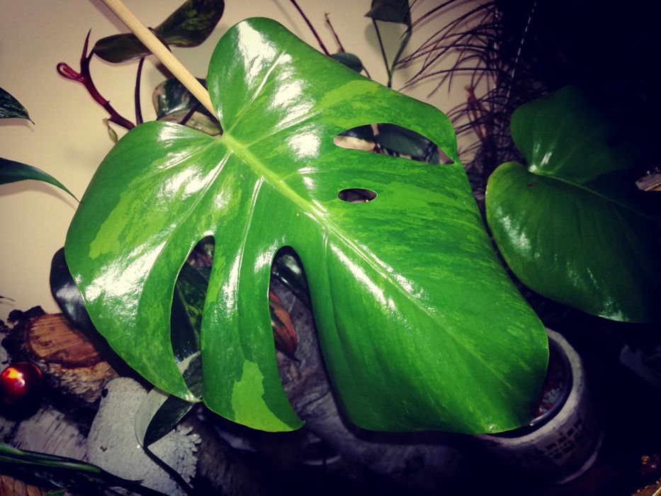 Monstera Green on Green Variegata GoG Large F philodendron filodendron