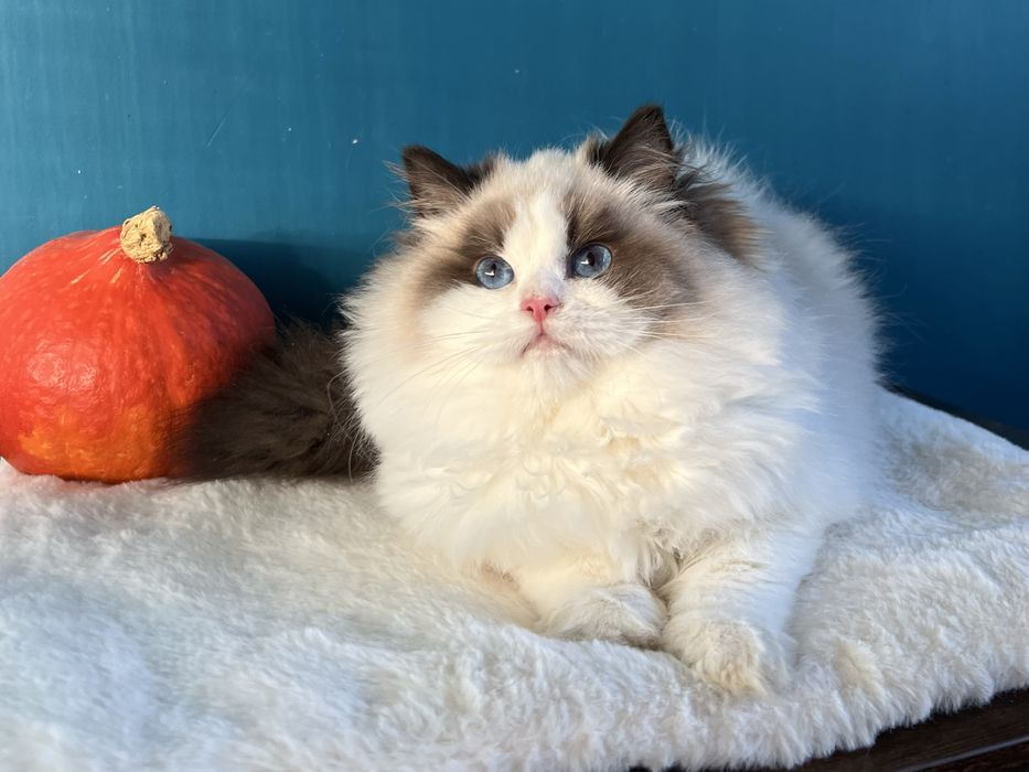 Margaret -niezwykłej urody kotka Ragdoll show-pet FPL kocięta koteczka