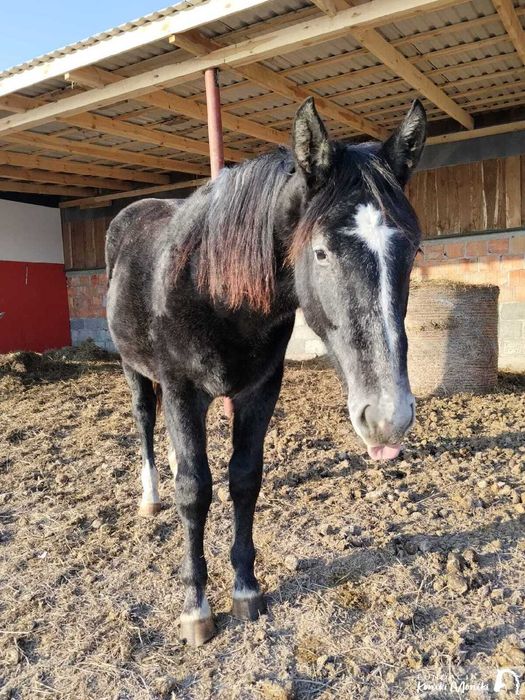 Mania młoda duża siwa klaczka do darmowej adopcji