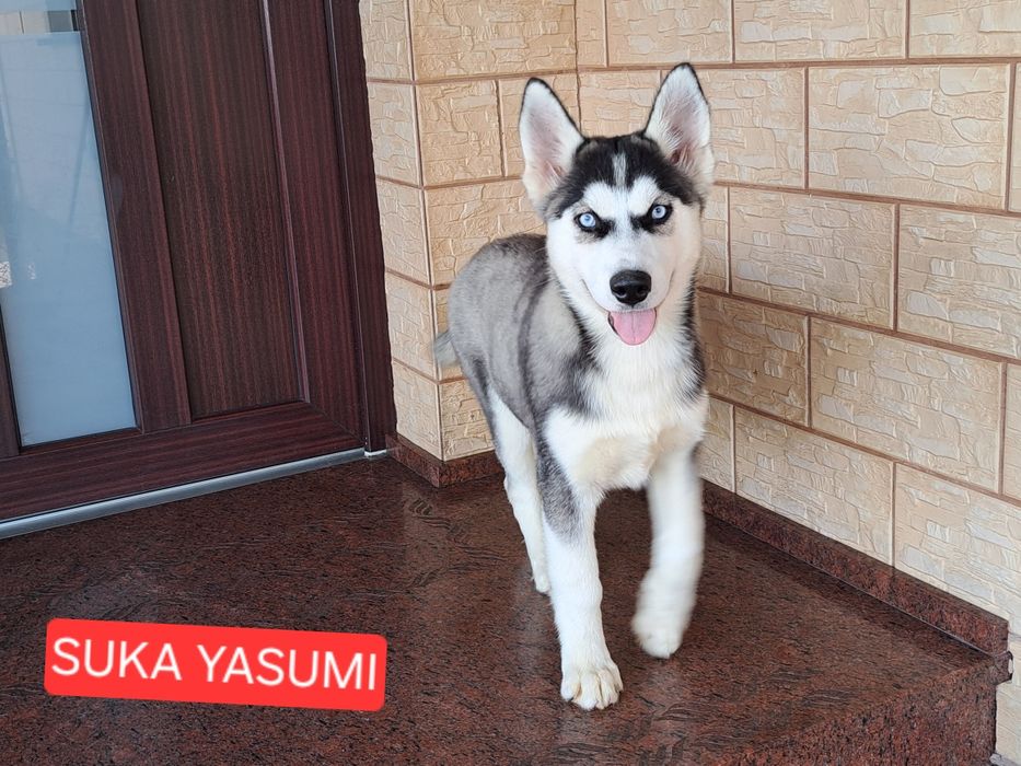 Husky Syberyjski