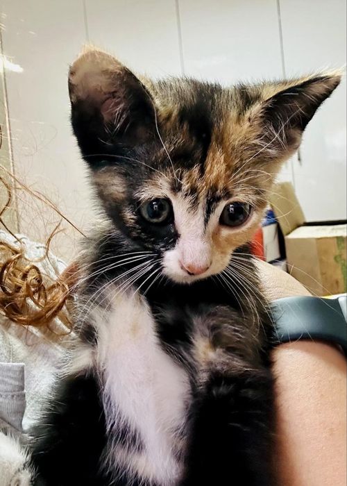 Gata bebé para adoção responsável