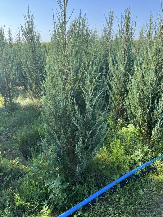 czarna sosna, jałowiec blue arrow, tuja brabant,