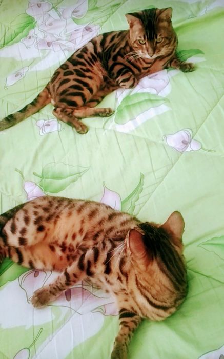 Бенгальські кошенята