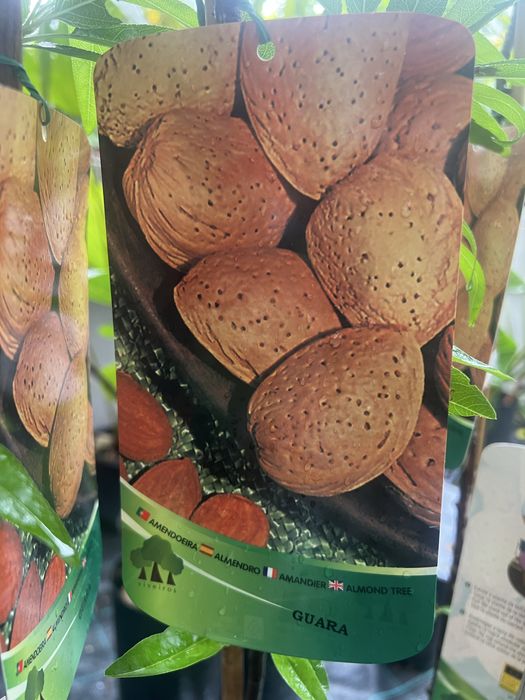Várias espécies de árvores de fruta de casca rija