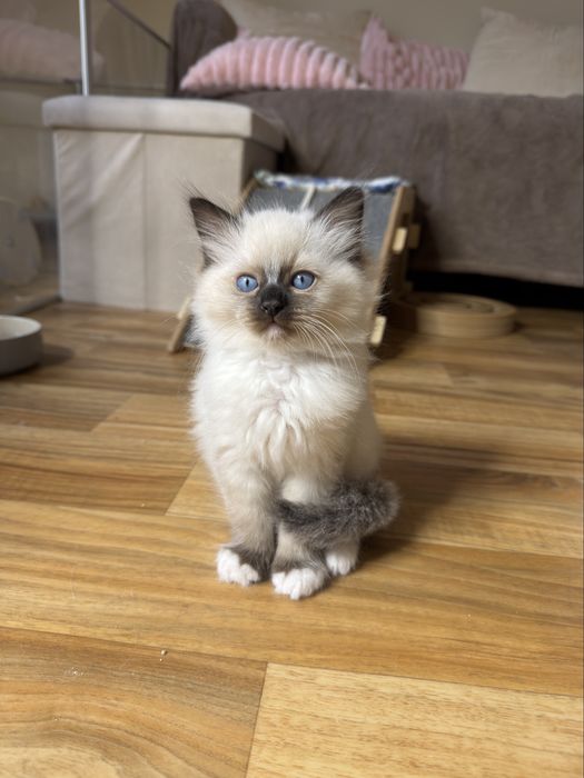 Ragdoll kocurek seal mitted Warszawa