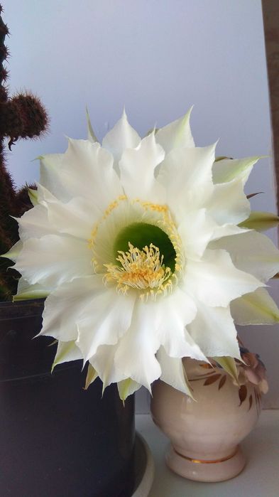 Кактус ехінопсис.