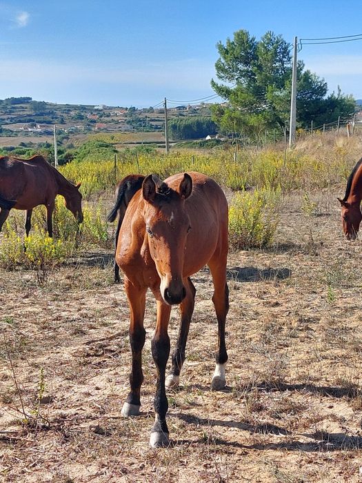 Poldros Puro Sangue Lusitano