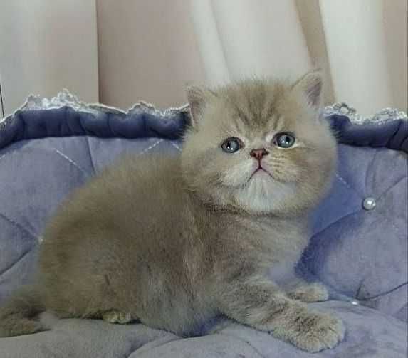 Красень шотландське кошеня, Снікерс