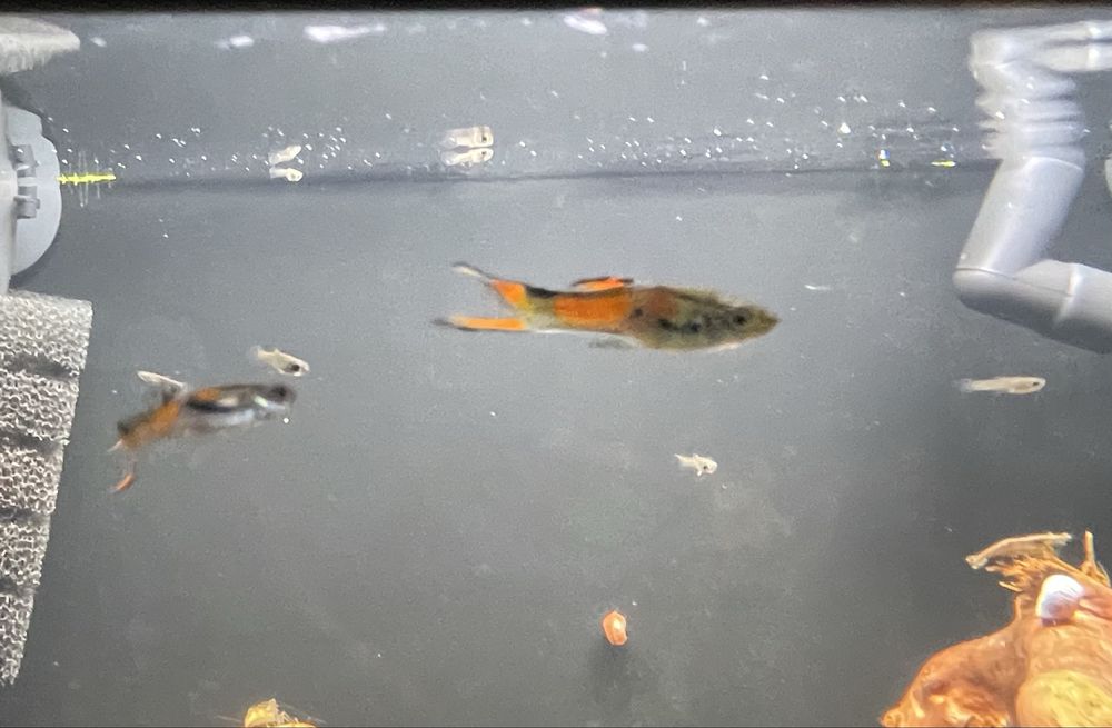 sprzedam /zamienie gupiki endlera