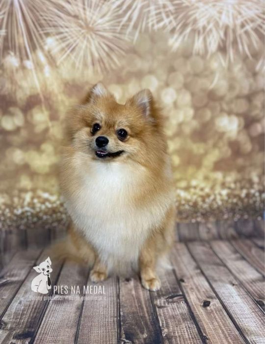 Pomeranian miniaturka