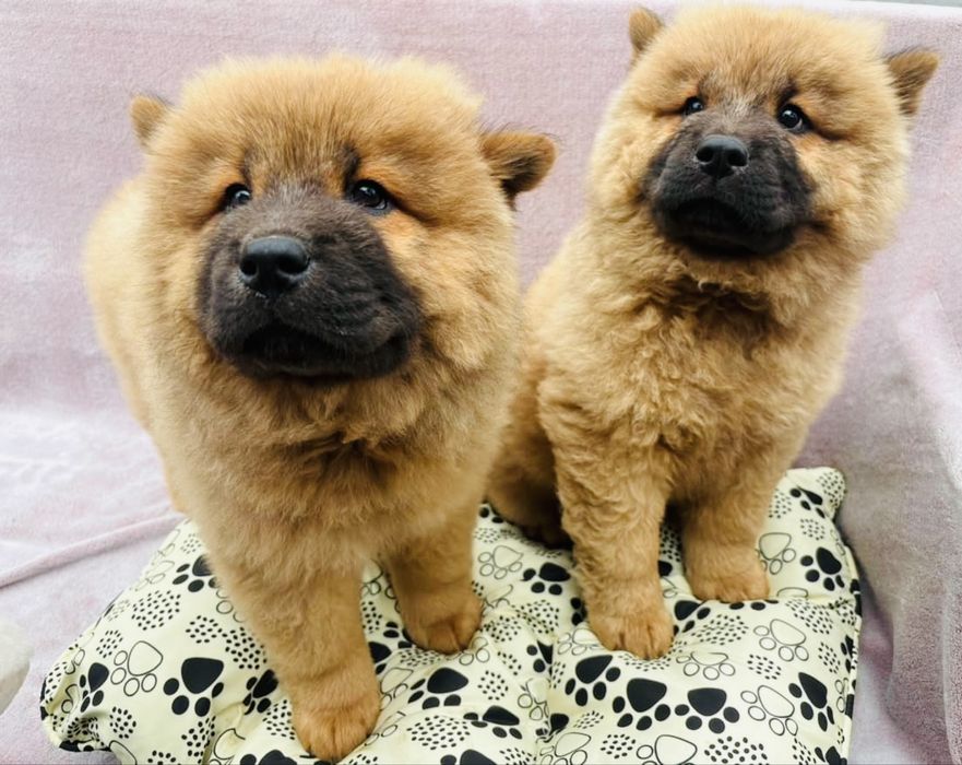 Przeuroczy misio Chow-Chow