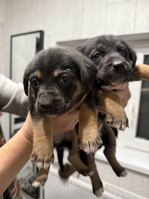 Віддаю цуценят дуже гарні