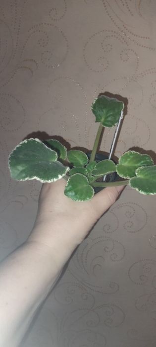 Фіалки продам молоді стартери.