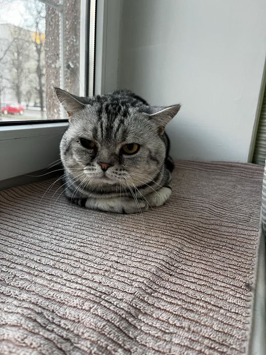 Кошенята шотландські