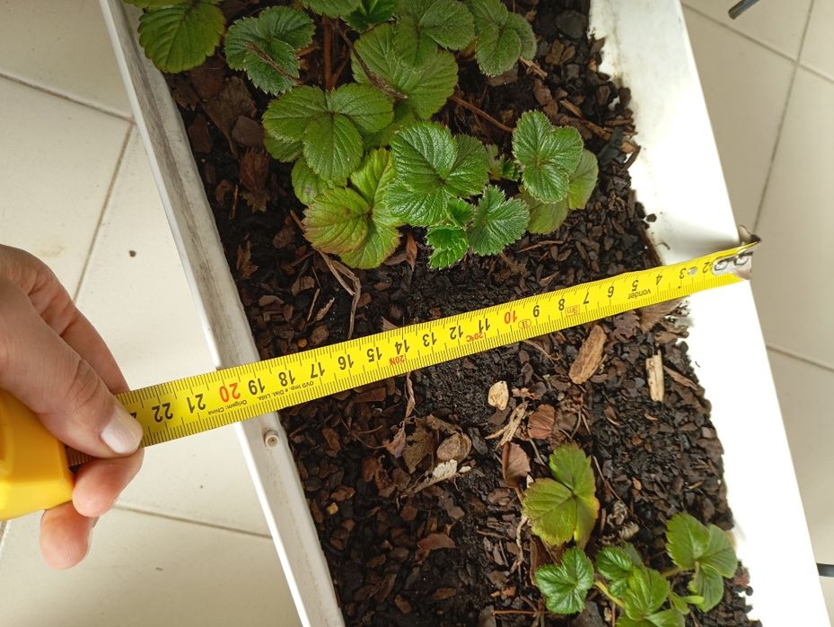 Vaso plástico floreira com morangos