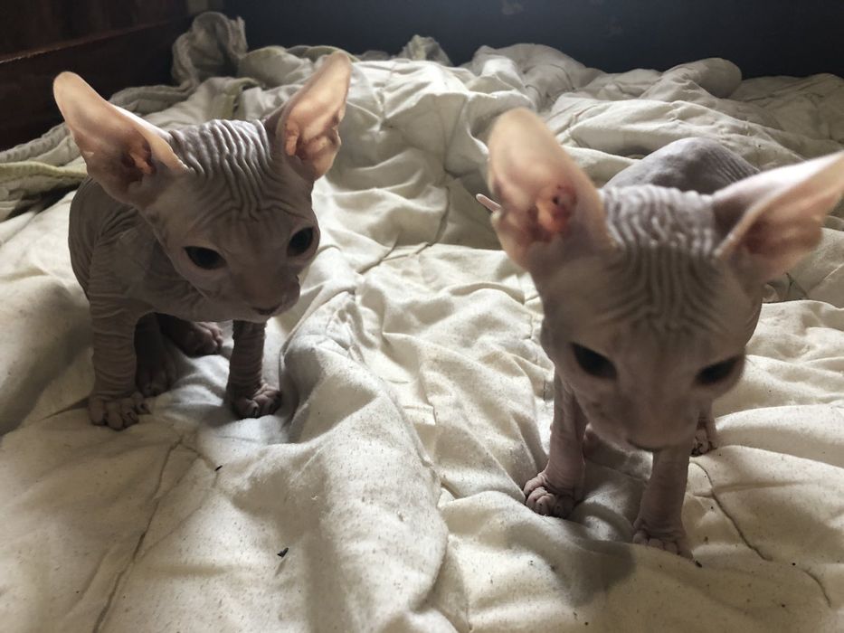 Донской сфинкс (кот и кошка)