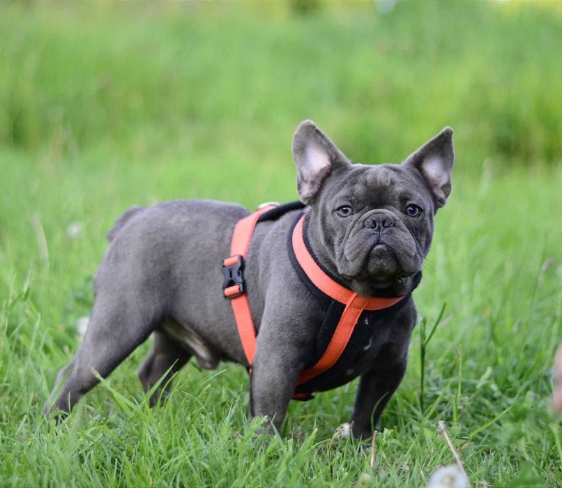 Французький бульдог в'язка блакитний хлопчик.