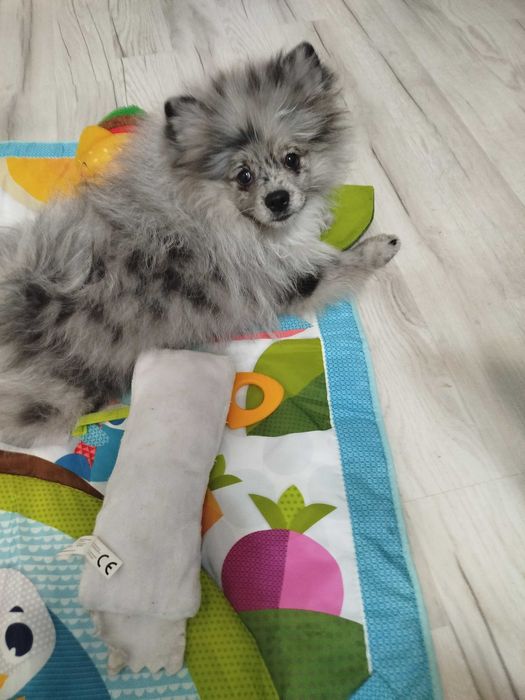 szpis pomeranian suczczka blue merle