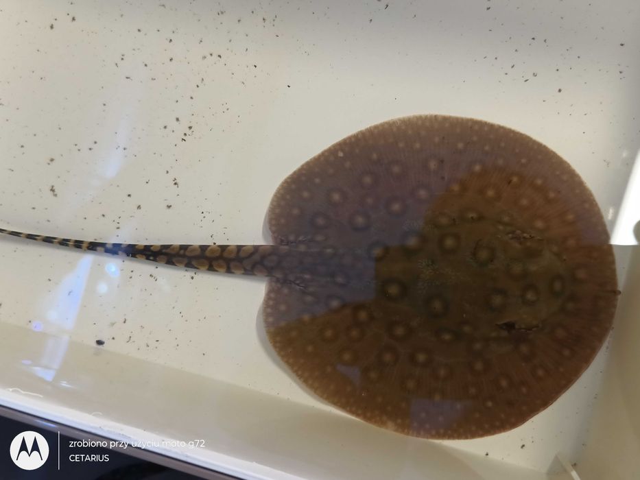 Płaszczka plamista  (Potamotrygon motoro) . Cetarius