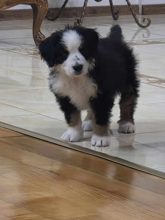 Цуценя Зененхунда