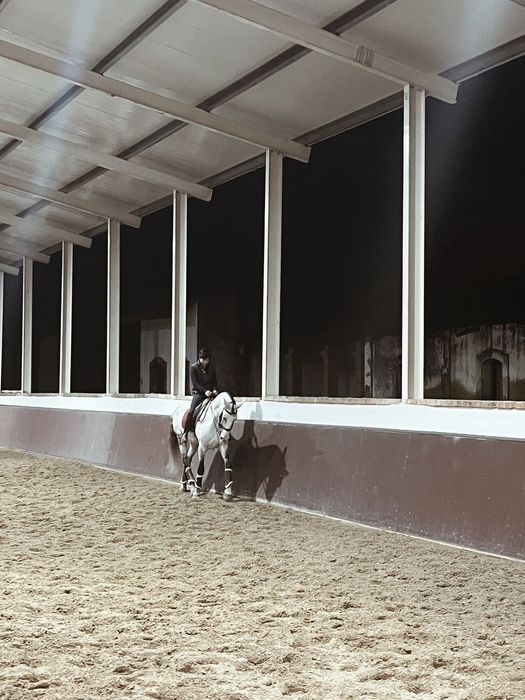 Cavalo lusitano ruço