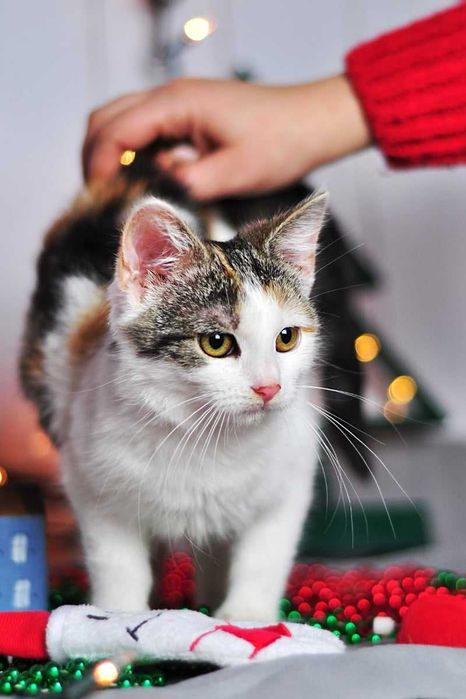 Nelima - słodziak nie z tej ziemi szuka domku!