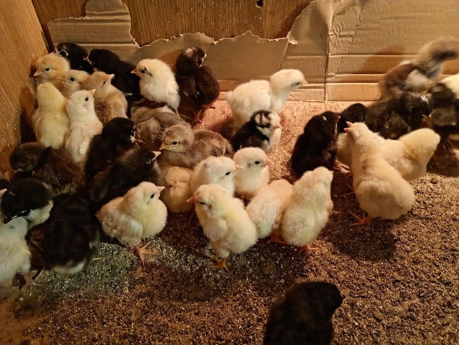 kurczęta mix ras kur niosnych