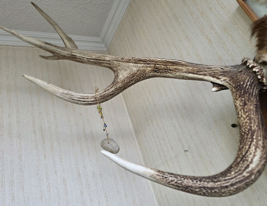 Коллекционные рога оленя.