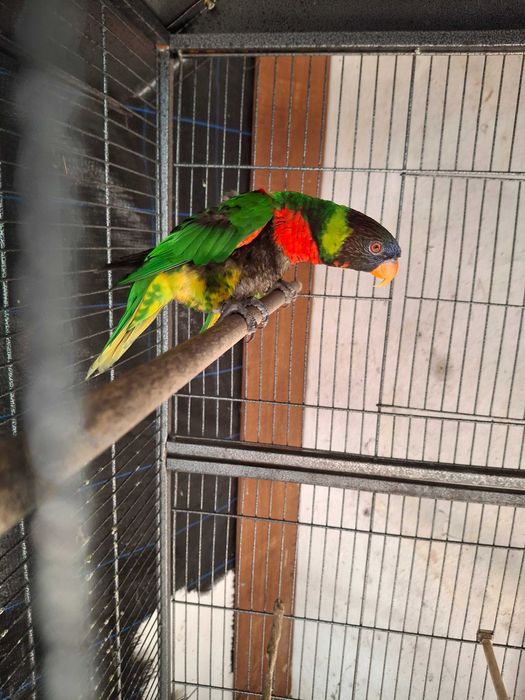 Casal de loris hematudus puros