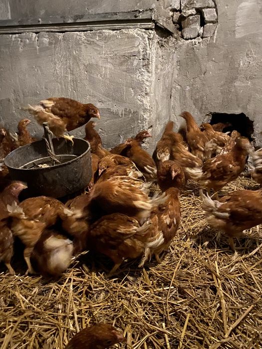 Kury Nioski Lohman Brown