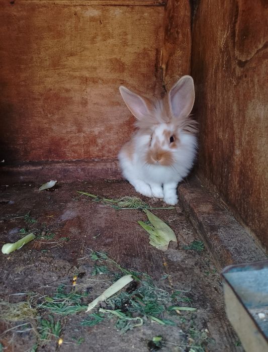 Продаж кролі-молодняк.