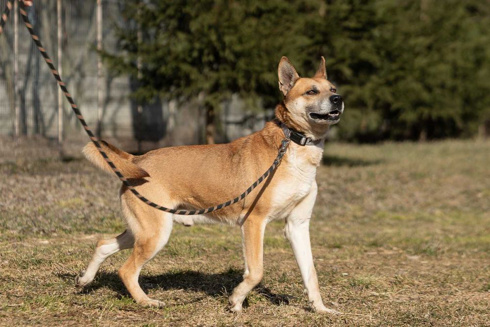 husky mix   Nit szuka domu -schronisko Zgierz -aktualne