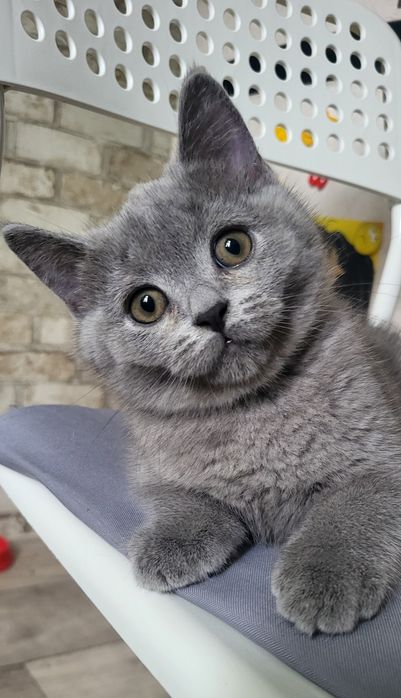 Милі кошенята шукають нову маму