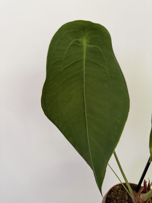 Anthurium diversos