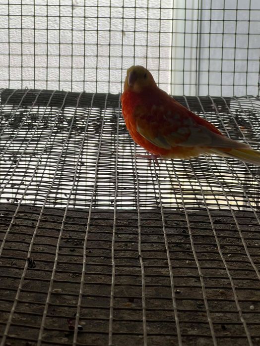 Red rumped Macho 2023
