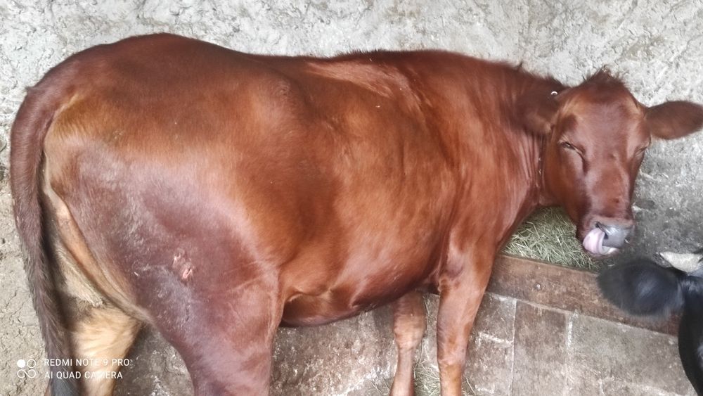 Продам нетель Красно Датской породы