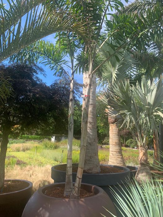 Wodyetia Bifurcata - Palmeira Rabo de Raposa 250/300/400cm