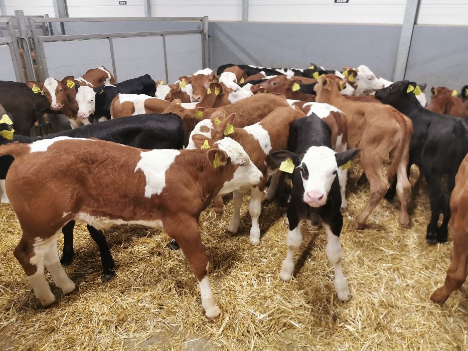 Jałówki 60-90kg POLSKIE Pniewy duży wybór