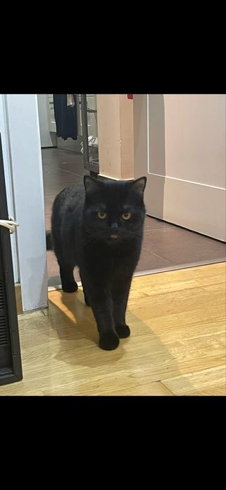 British Shorthair – Procura-se macho para acasalamento